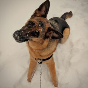 Blondi the German Shepard is sitting in the snow cocking her head at the camera