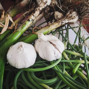 Two bulbs of mature garlic with some stems of green garlic, on a pile of garlic scapes