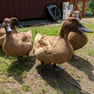 Four Khaki Campbell ducks, standing in front of their house ready to drop a new album