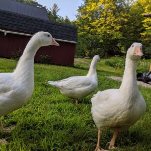 Three Emden Geese standing in their yard plotting