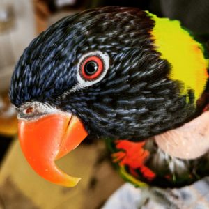 Close up of Peanut, a Rainbow Lorikeet with iridescent blue feathers on his head, an orange hooked beak, and orange eyes.