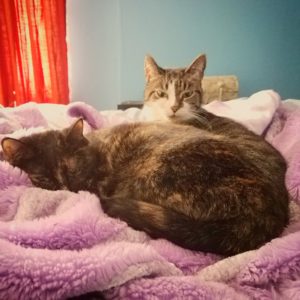 Temmy is a tortie cat, curled up in the foreground on a purple blanket. You can see Sascha, a calico cat, sticking her head up behind her.